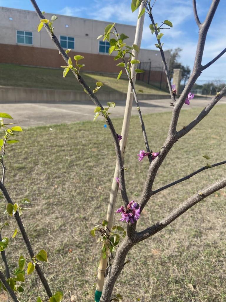 A recently planted redbud tree at Vandergrift High School with new leaves and pink flowers.