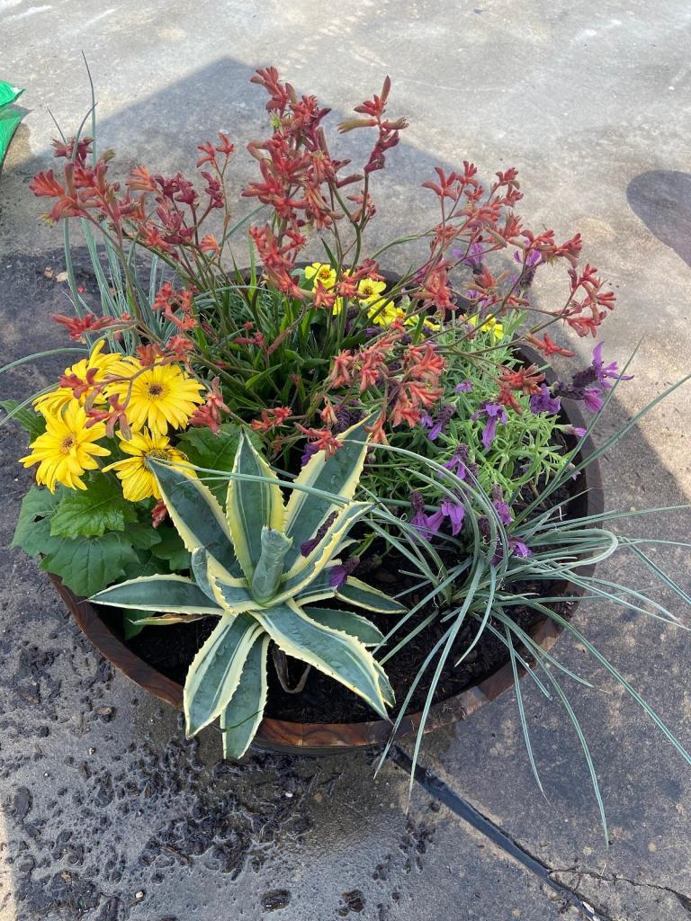 A barrel of pooted flowers and succulent plants at Vandergrift High School.