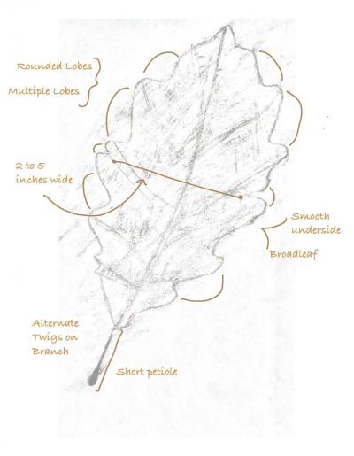 Image: Leaf rubbing showing details of a lobed leaf 2 to 5 inches wide.