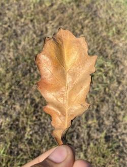 Photo: A rusty colored leaf with lobes is held between two fingers.