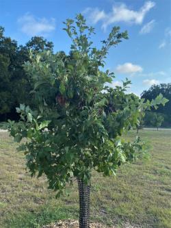 Photo: A small tree with a green canopy and many lobed leaves in a park on a bright, sunny day.