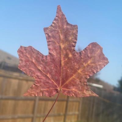 Photograph: Red Leaf with 4 Lobes