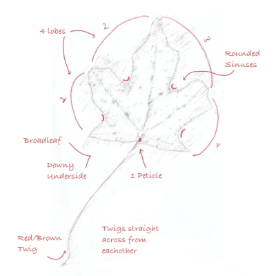 Drawing: Leaf with 4 Lobes; Text describes the leaf as Red/Brown, Having a Downy Underside, and Having 1 Petiole