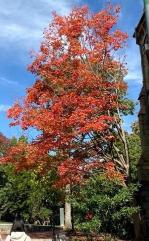 Photo: Tall tree with red leaves at the University of Pennsylvania campus.