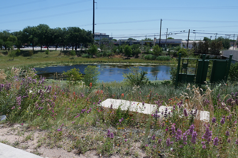 a pond with wild flowers