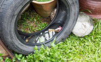 tire with stagnant water and debris sitting upright in yard next to pots