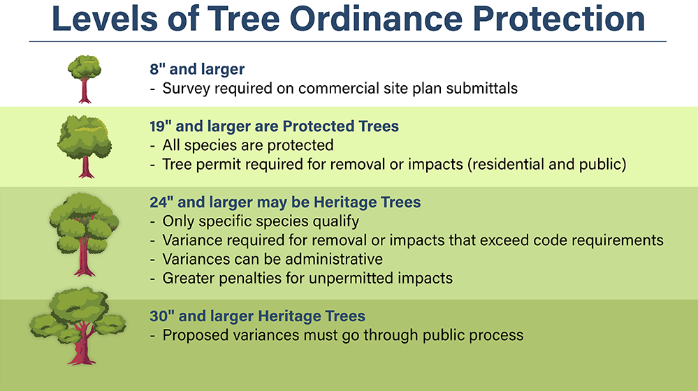 City Arborist AustinTexas.gov