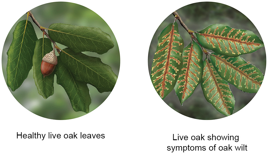 Side-by-side comparison of healthy live oak leaves and leaves showing symptoms of oak wilt disease.