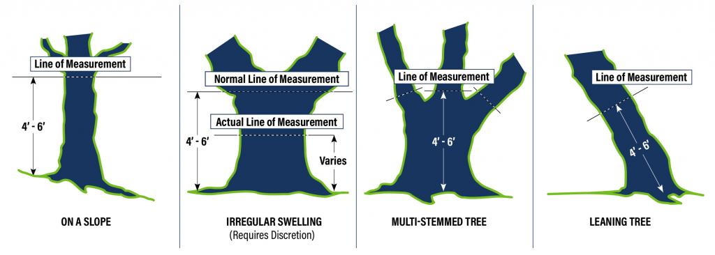 Diagram showing where to measure trees based on trunk characteristics