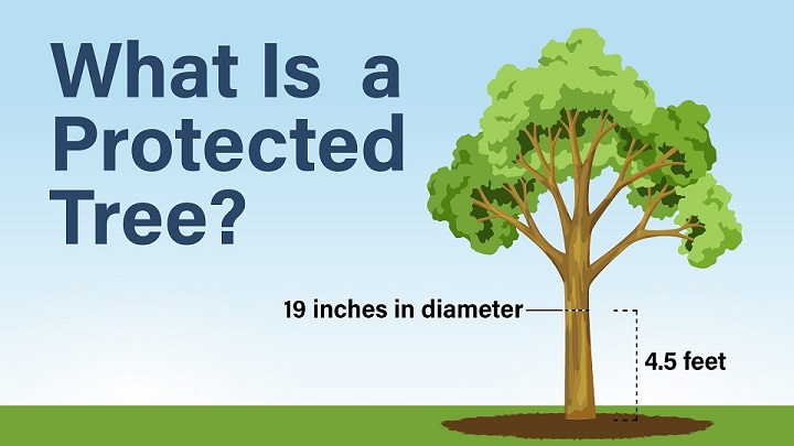 What is a protected tree?