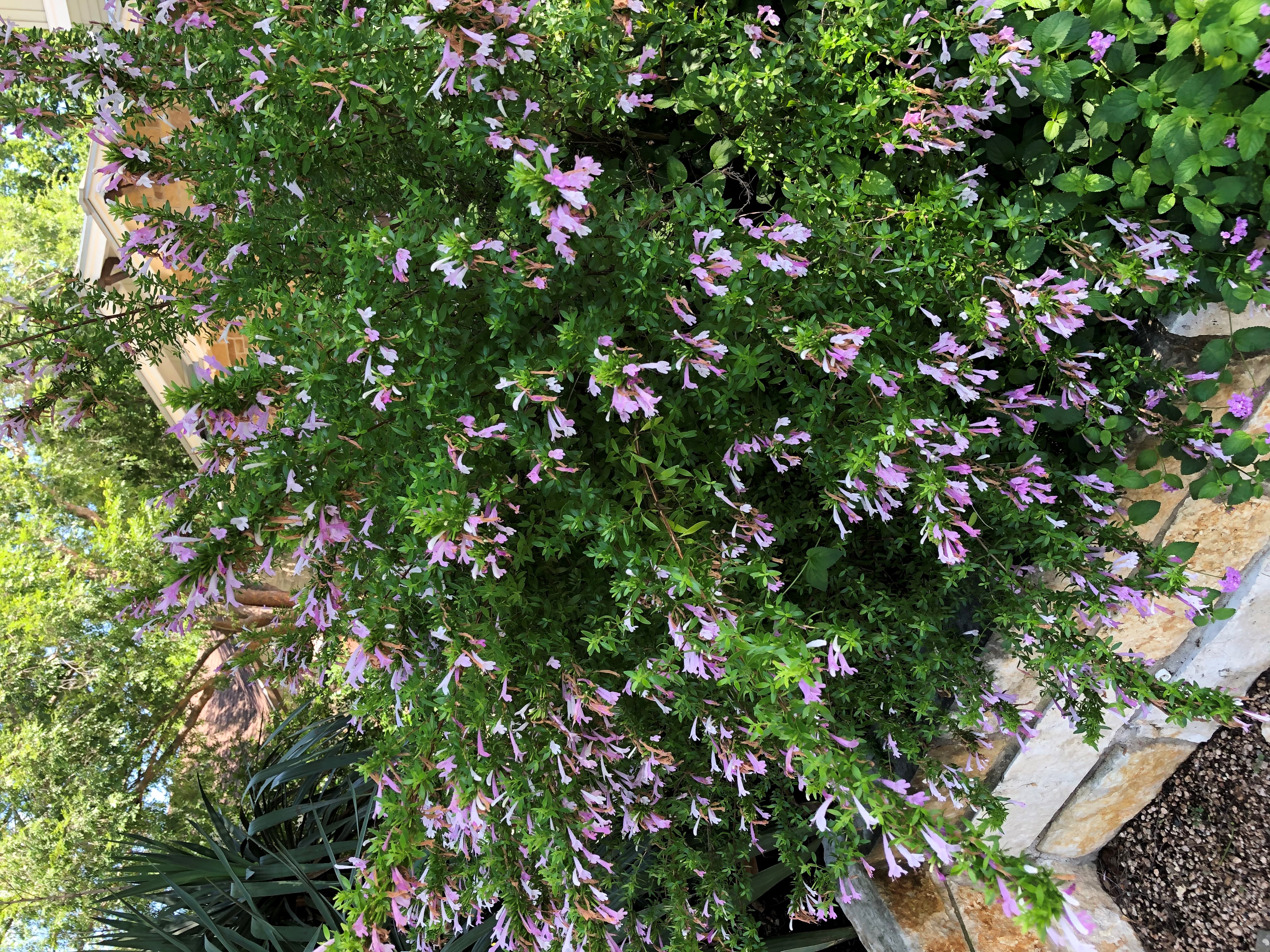 Oregano, Mexican  Poliomintha longiflora