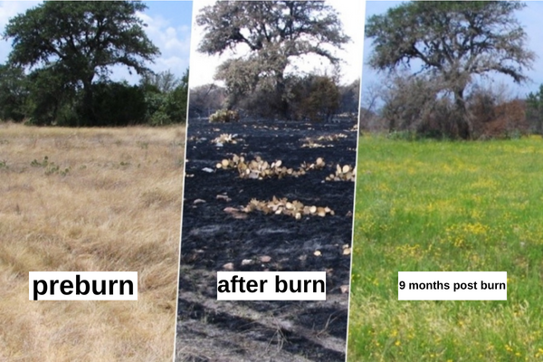 grass pre-burn and 9 months after a burn