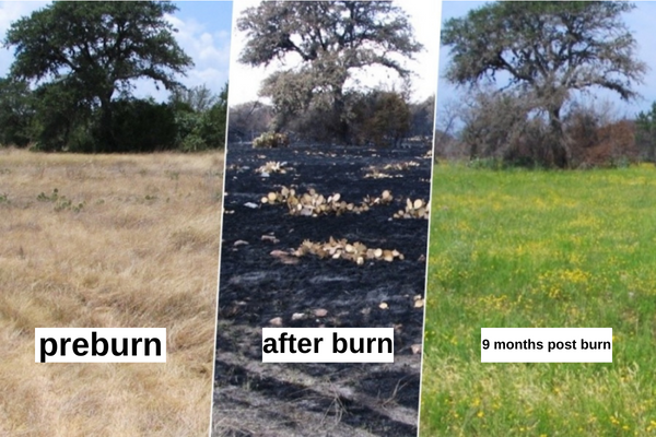 grass pre-burn and 9 months after a burn grass pre-burn and 9 months after a burn