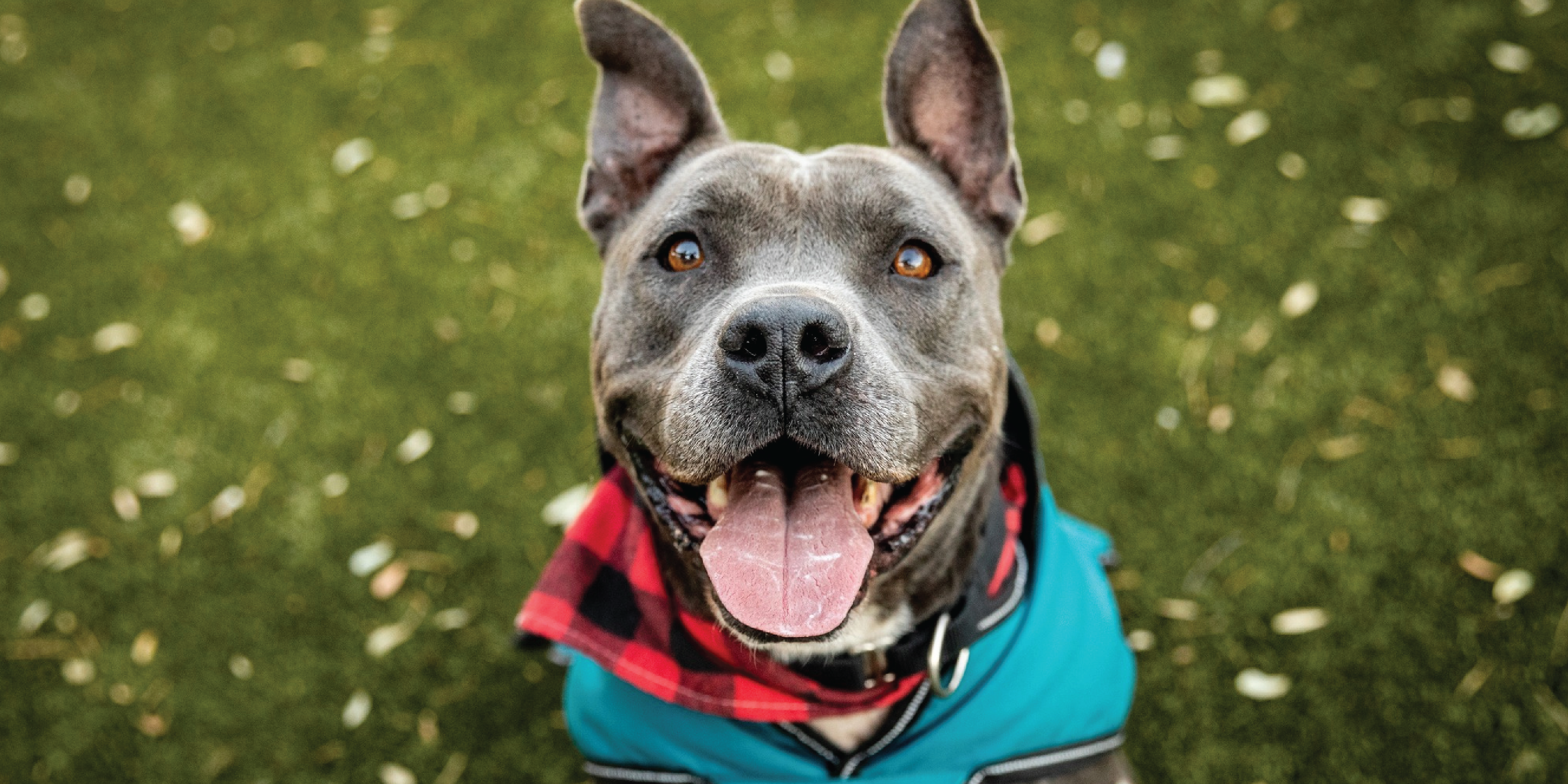 Happy dog in a jacket