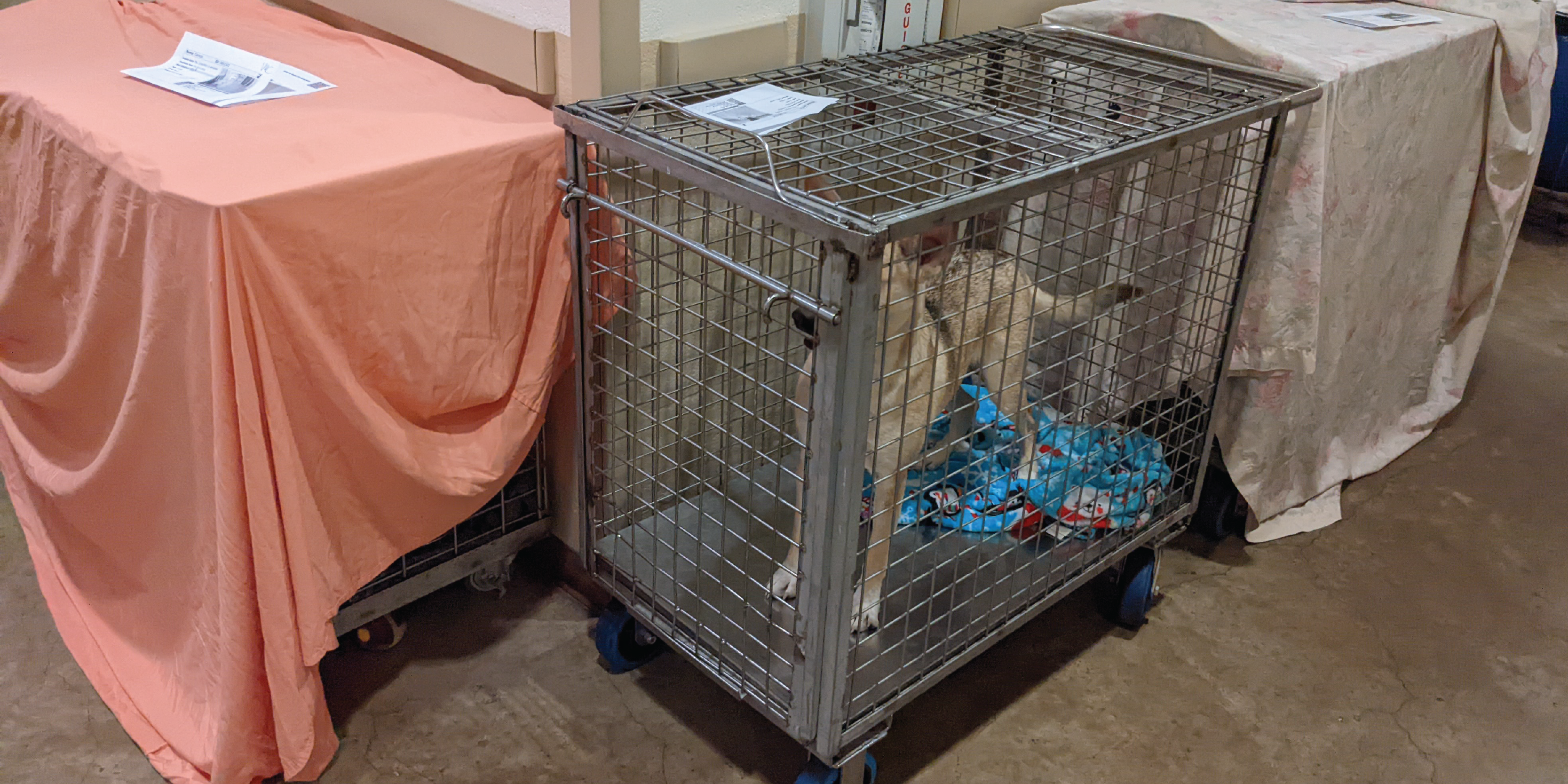 Dogs in temporary cages in hallway