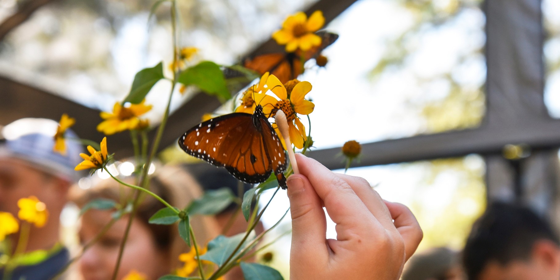 Butterfly at the Roots and Wings festival