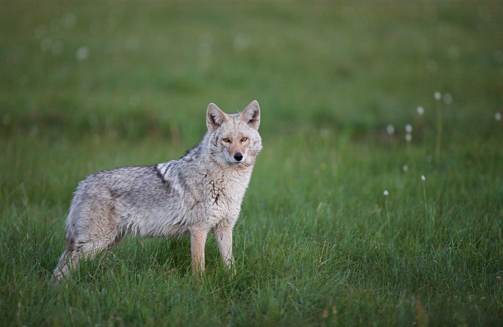 Coyote