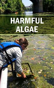A scientist taking a sample of algae to test.