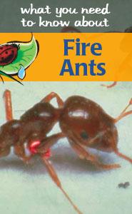 Fire ants