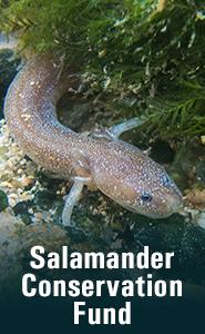 Salamander Conservation Fund