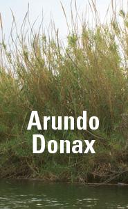 Arundo Donax