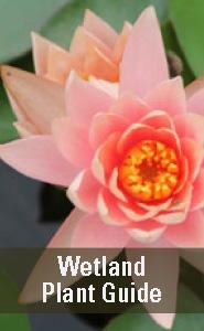 Wetland Plant Guide