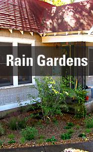 Rain Gardens