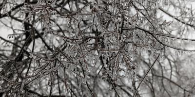 Frozen branches.