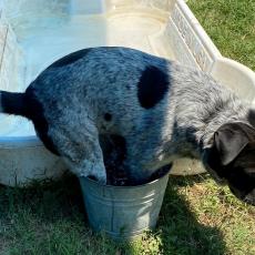 dog standing in bucket in front of pool