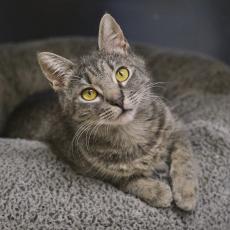 Tabby cat