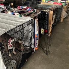 Dogs in crates on a covered truckport