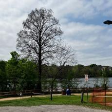 A tree and pedestrian path along the Roy Butler Hike and Bike Trail  