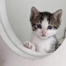 Kitten at shelter