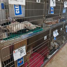 Rows of dogs in cages