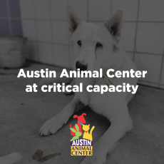 Austin Animal Center | AustinTexas.gov