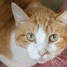 Orange and white cat looking at camera