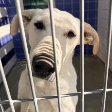 Large white dog standing on hind legs, looking out of kennel.