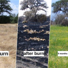 grass pre-burn and 9 months after a burn