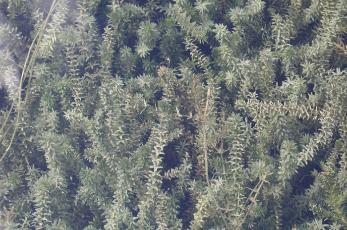 Photo of hydrilla under the water