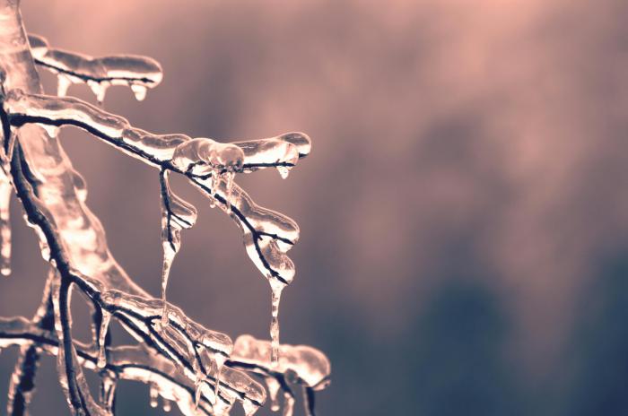 Up close photo of ice frozen on tree limb