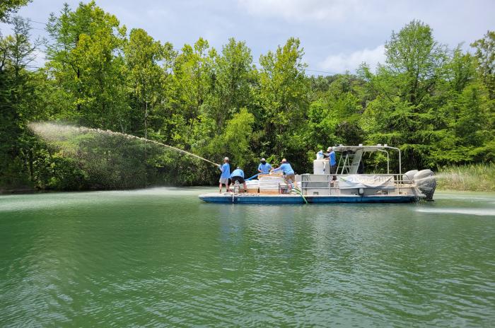 Applying lanthanum-modified clay in the lake