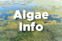 Algae Info