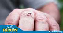A mosquito on a person's hand