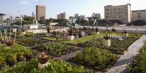 urban garden