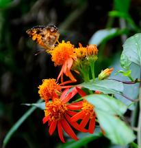 mexican flame vine