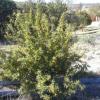 Agarita - Berberis trifoliata (Mahonia trifoliata)