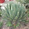Agave Queen Victoria Agave spp.