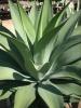 Agave spp.