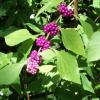 American Beautyberry   Callicarpa americana