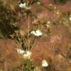 Apache Plume   Fallogia paradoxa